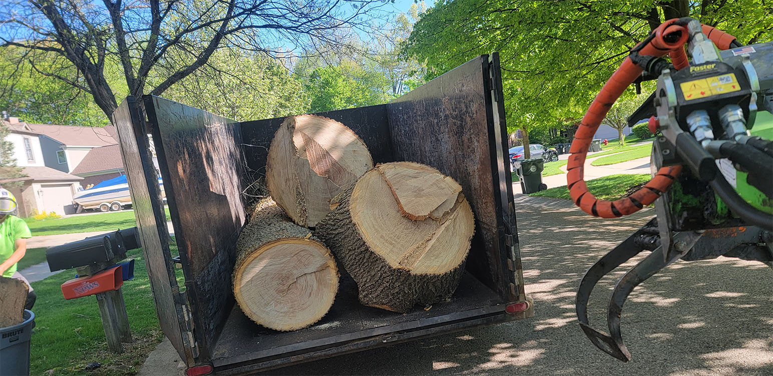 Tree removal by Tree Huggers