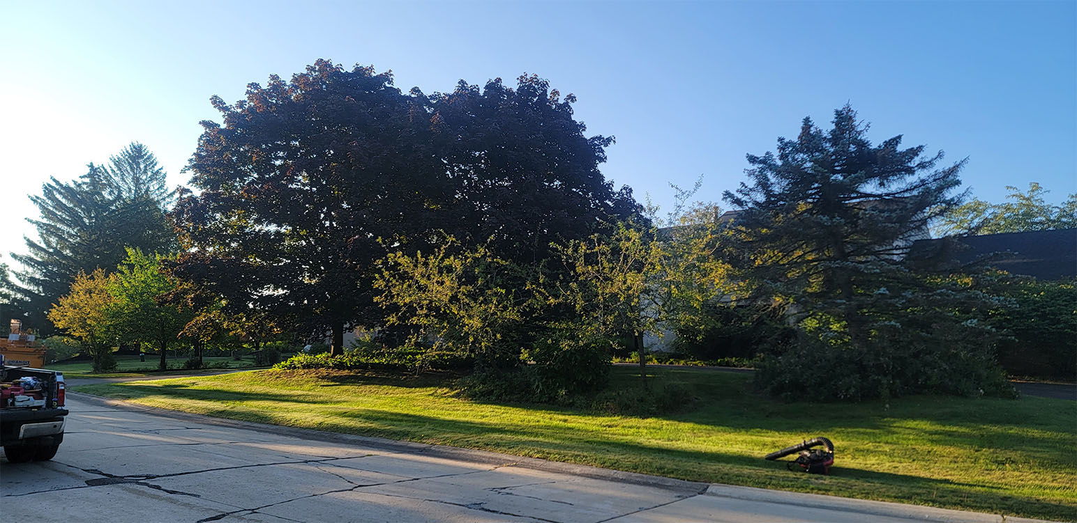 Tree trimming tree services by Tree Huggers