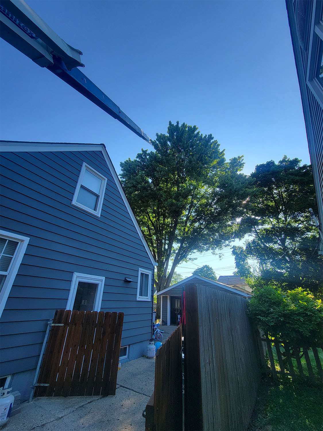 Tree removal by Tree Huggers