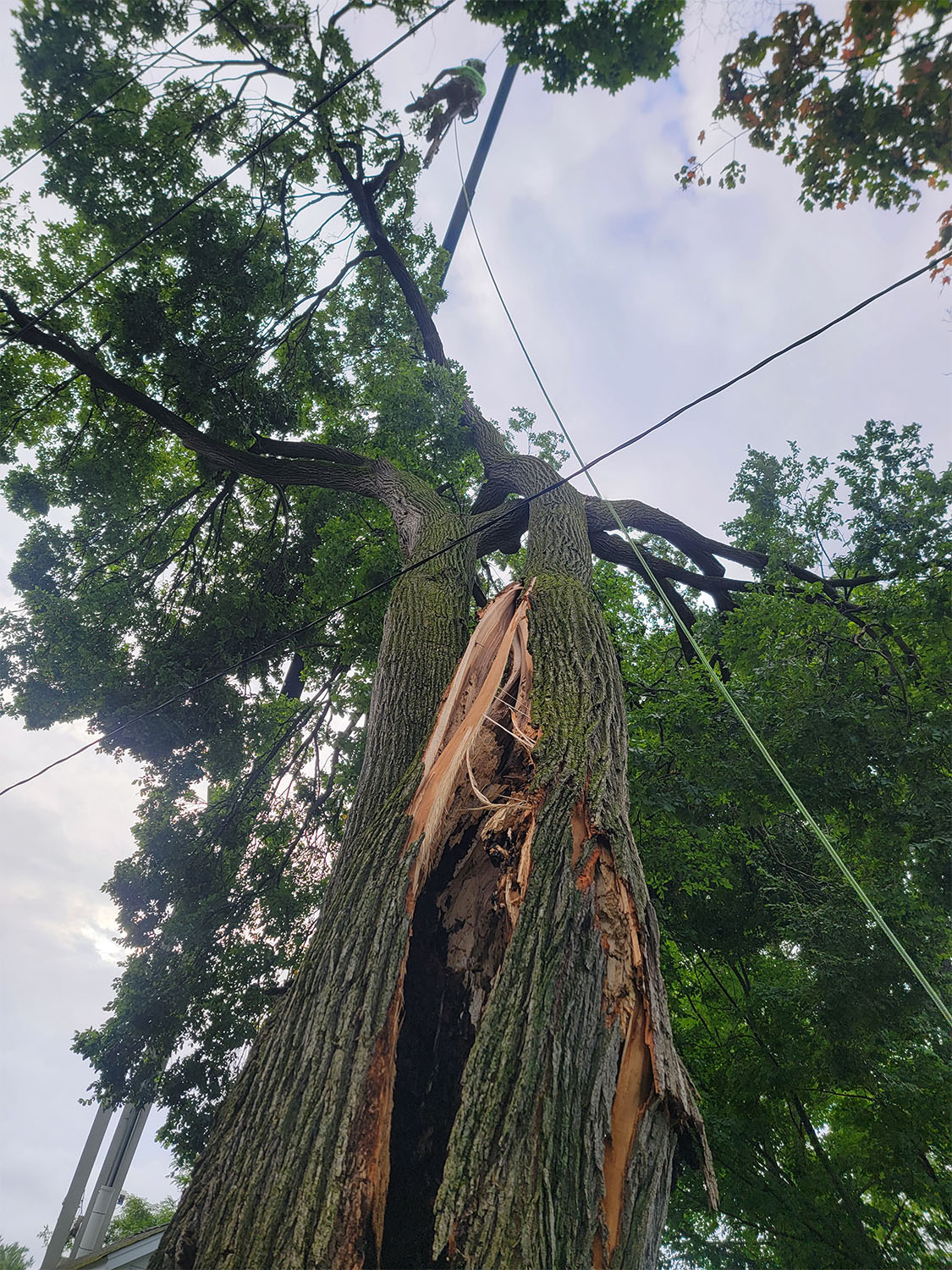Tree removal by Tree Huggers